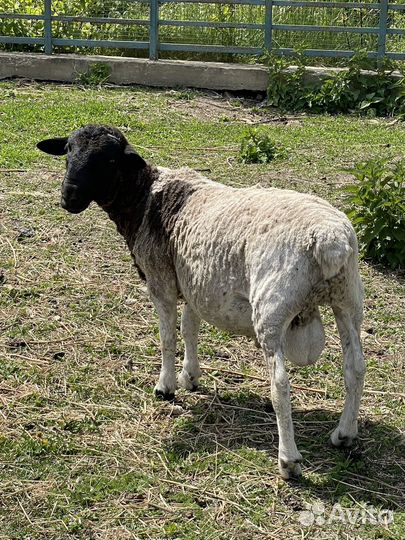 Овцы и баран