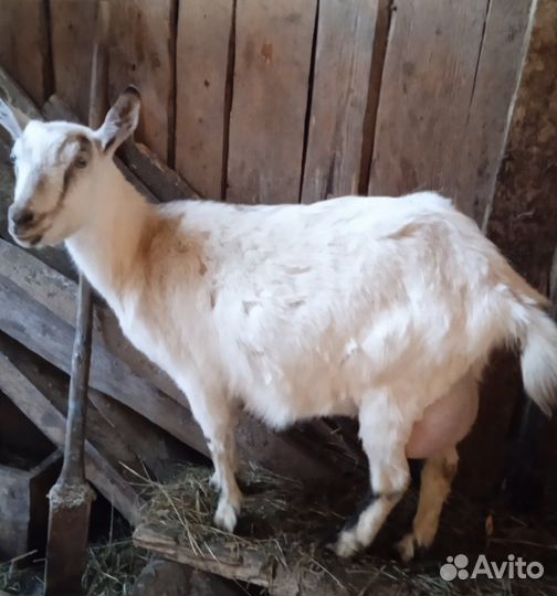 Козлята заанинско-нубийской породы