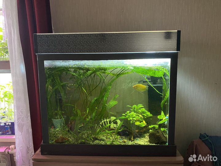 Аквариум с рыбками