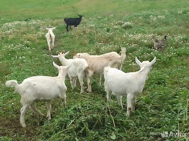 Зааненская Коза и козлята на племя и на мясо