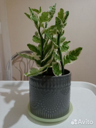 Педилантус