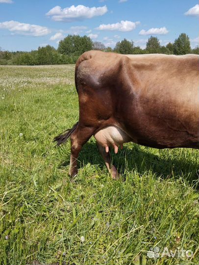Корова дойная, Стельная