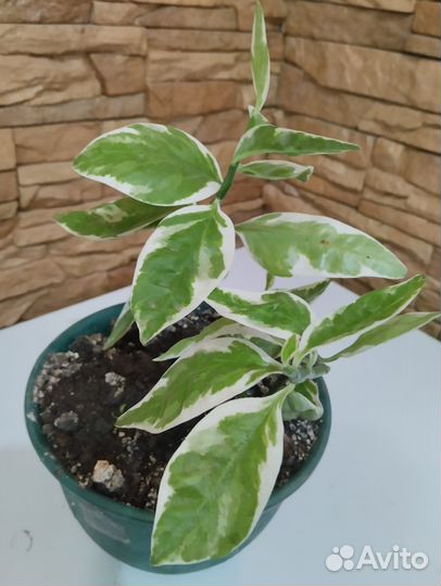 Комнатные многолетние цветы