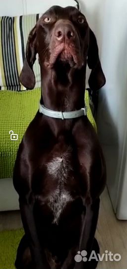 Курцхаар вязка