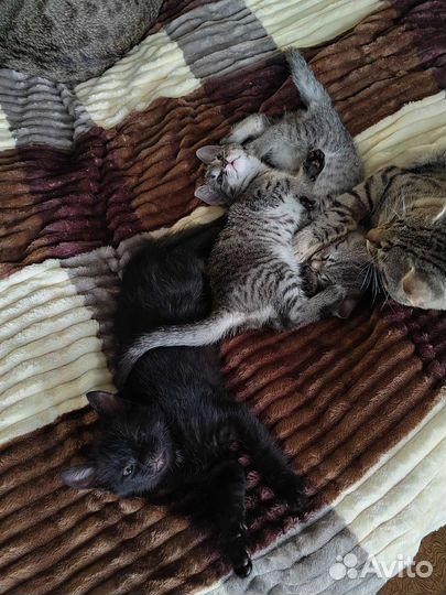 Котята в добрые руки