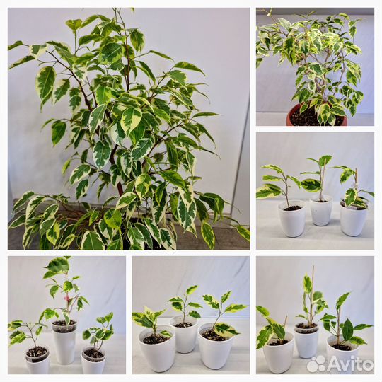 Сортовые фикусы