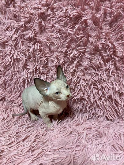 Котята сфинкс