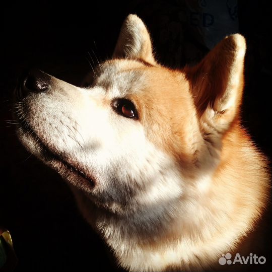 Кобель для вязки