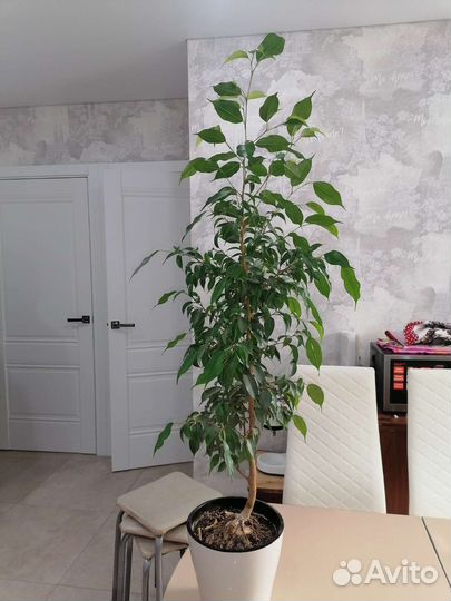 Фикус бенджамина