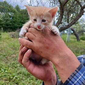 Котята в добрые руки бесплатно