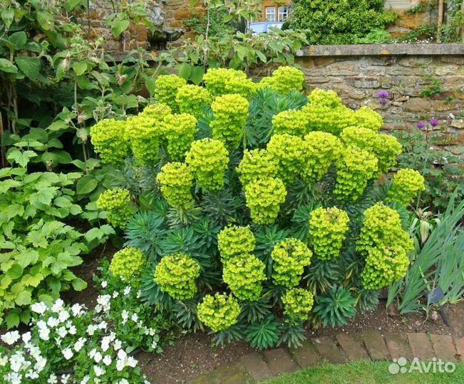 Молочай Кипарисовый