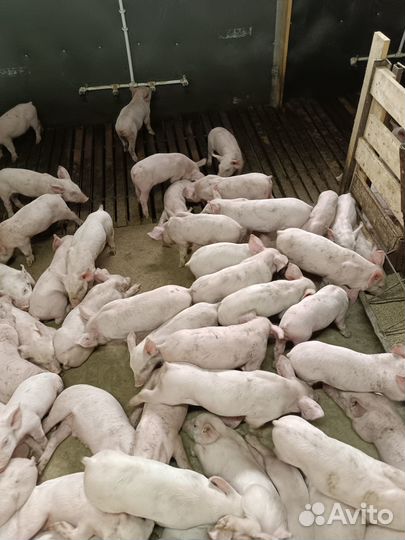 Поросята с доставкой