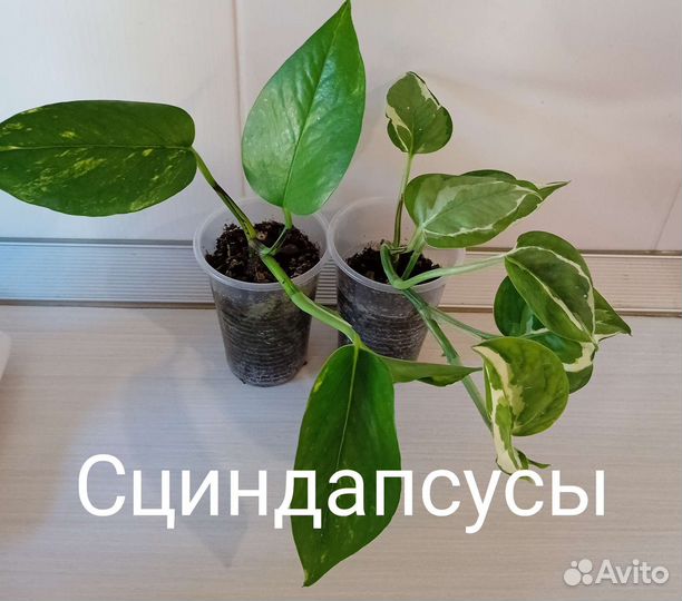 Циссус березка