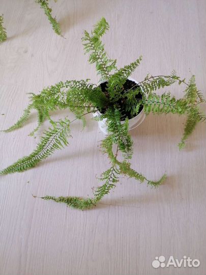 Папоротник