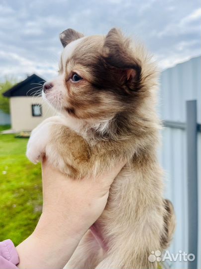 Чихуахуа мини мальчик