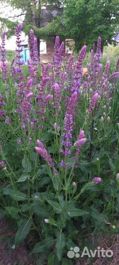 Шалфей дубравный, ромашка розовая, гвоздика