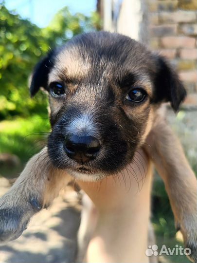 Роберт, Круассан и Галош