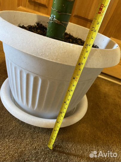 Диффенбахия 1.45 м