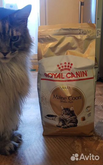 Корм для кошек и котят мейн-кун royal canin