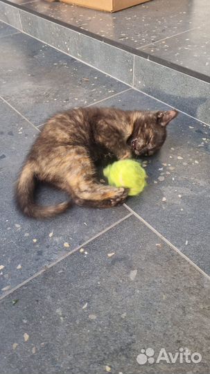 Милейшие котята