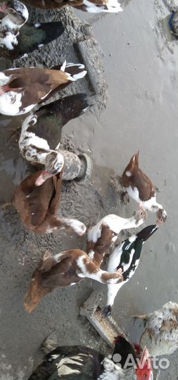 Индоутки индоутята