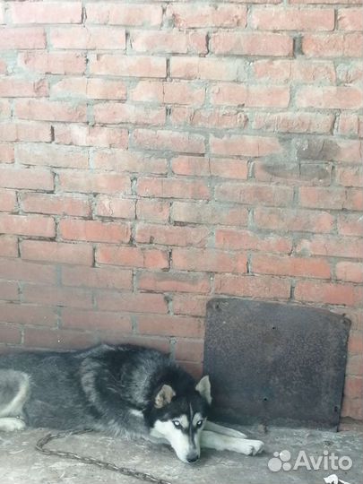 Собака в добрые руки хаски