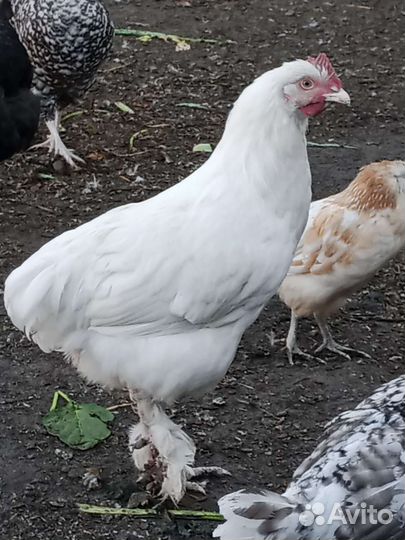 Амераукан и Маран