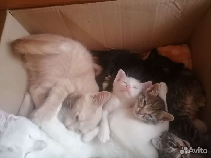 Котята в добрые руки бесплатно 2мальчика