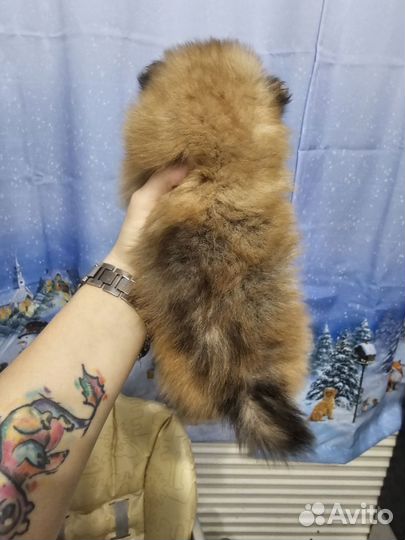 Померанский шпиц