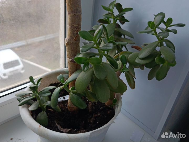 Цветок толстянка