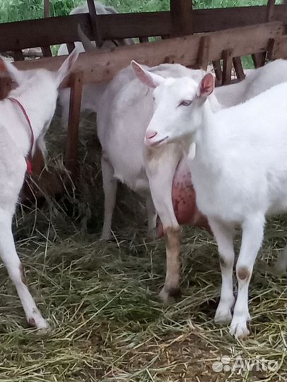Козы дойные