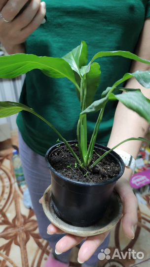 Спатифиллюм