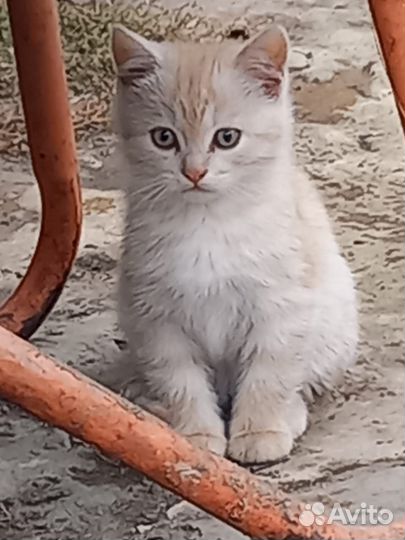 Котята в добрые