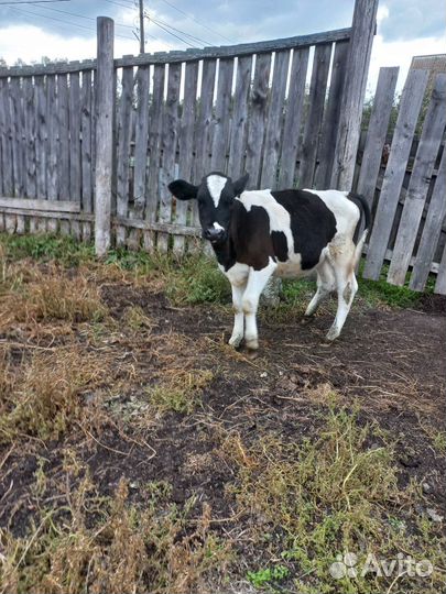 Телята телочки