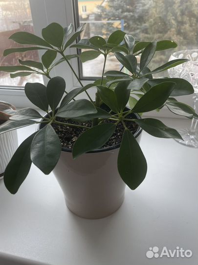 Драцена, кодиеум, шефлера, папоротник, крассула