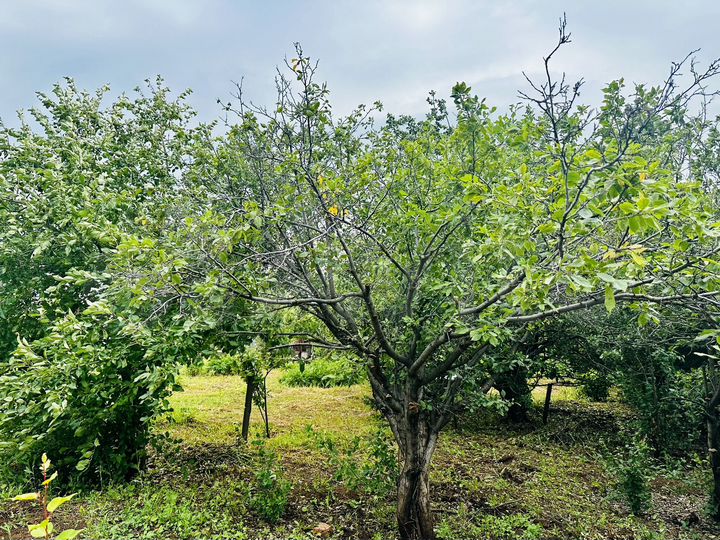 Дача 20 м² на участке 8 сот.