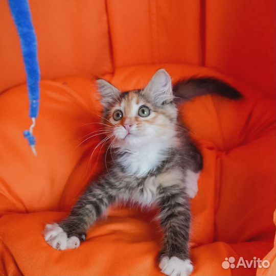 Котенок в добрые руки