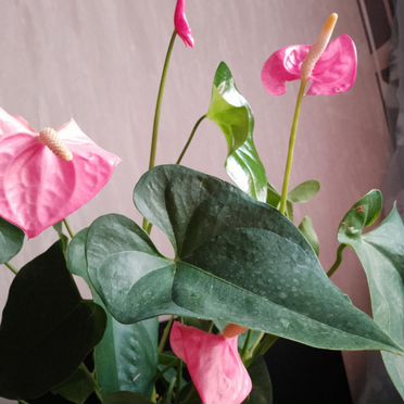 Антуриум Мужское счастье Розовый