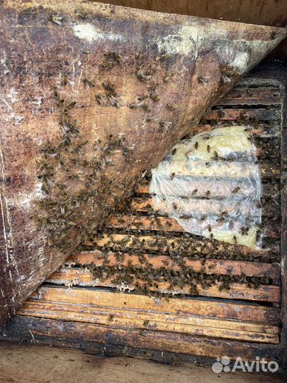 Пчелосемьи/пчеломатки/пчелопакеты