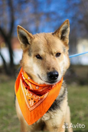 Хороший мальчик Феникс может стать лучшим другом