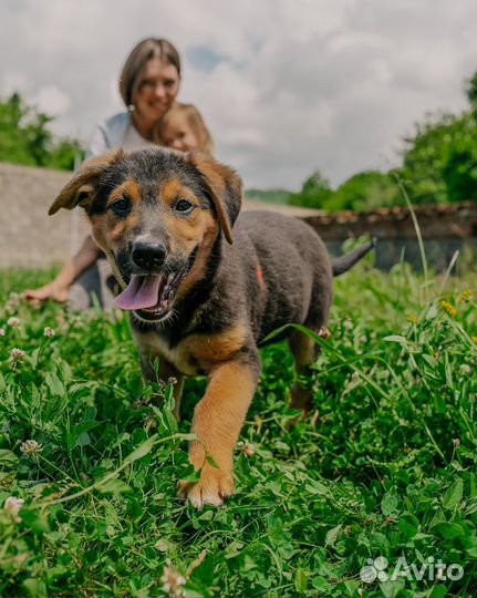 Яркая тихоня Сэра ищет дом