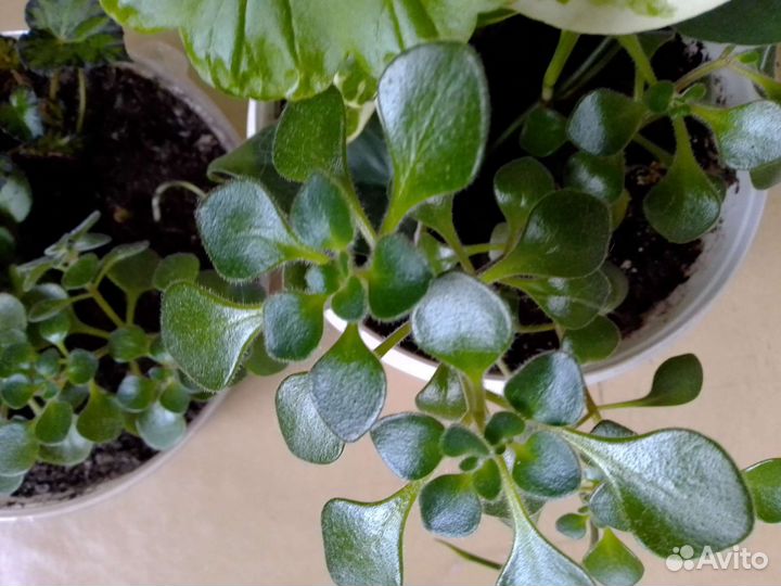 Сингониумы и др