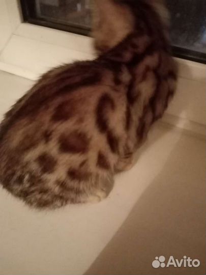 Бенгальская