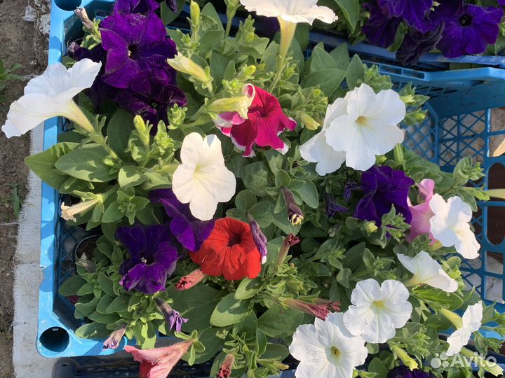 Однолетние цветы оптом