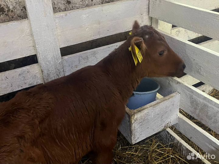 Телята телки бычки бесплатная доставка до двора