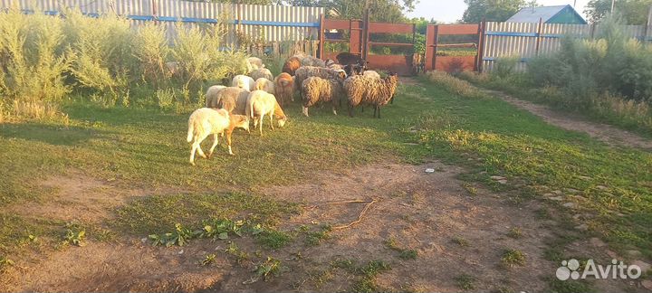 Овцы бараны