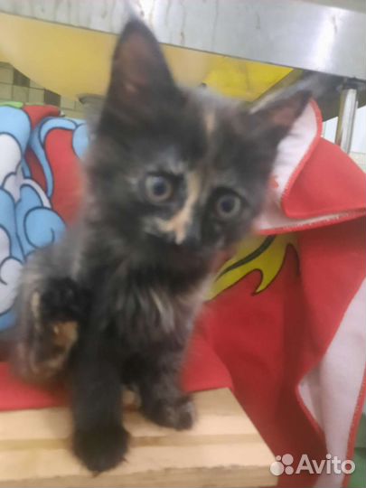 Котенок, 2 мес. Кошечка
