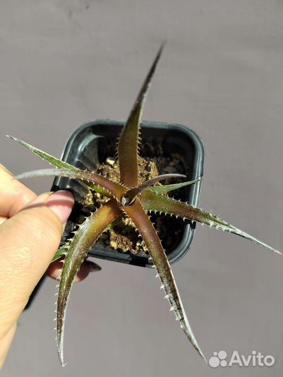 Диккия Черри кола