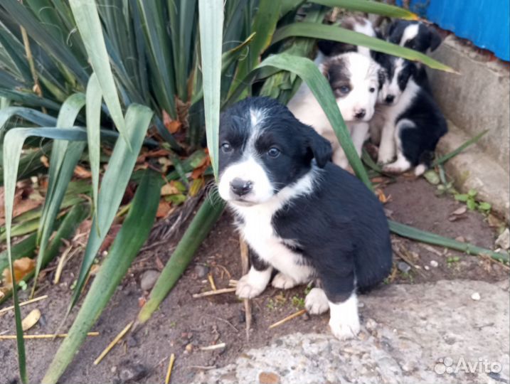 Щенки