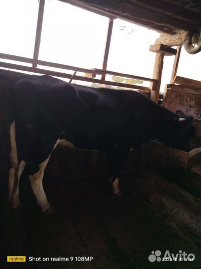 Корова (Телка)